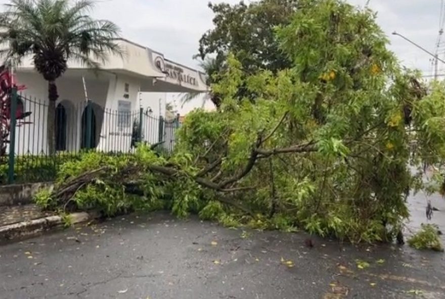 arvore-cai-durante-tempestade-em-cacapava2C-sp3A-fotos-e-videos-dos-estragos arvore-cai-durante-tempestade-em-cacapava2C-sp3A-fotos-e-videos-dos-estragos
