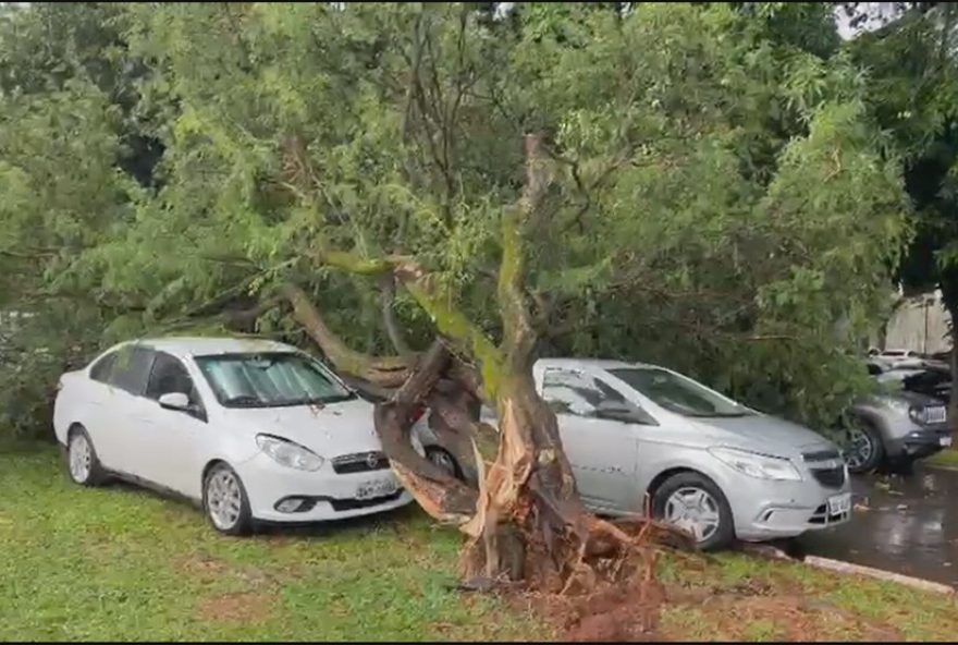 arvore-cai-e-atinge-carros-na-asa-norte-apos-chuva-forte-no-df3A-alerta-amarelo-para-precipitacao-intensa