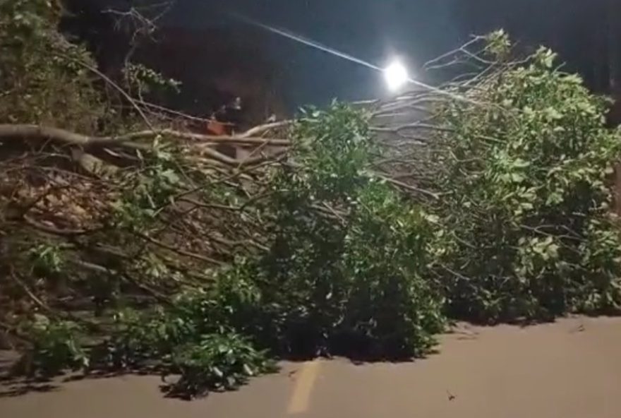 arvore-cai-e-interdita-rua-no-jardim-itaguacu-i-em-campinas3A-fiacao-e-muro-atingidos