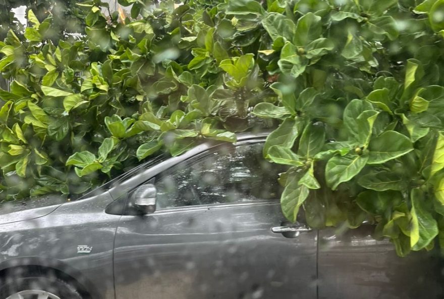 arvore-cai-em-carros-durante-chuva-em-botafogo-e-catete2C-rio