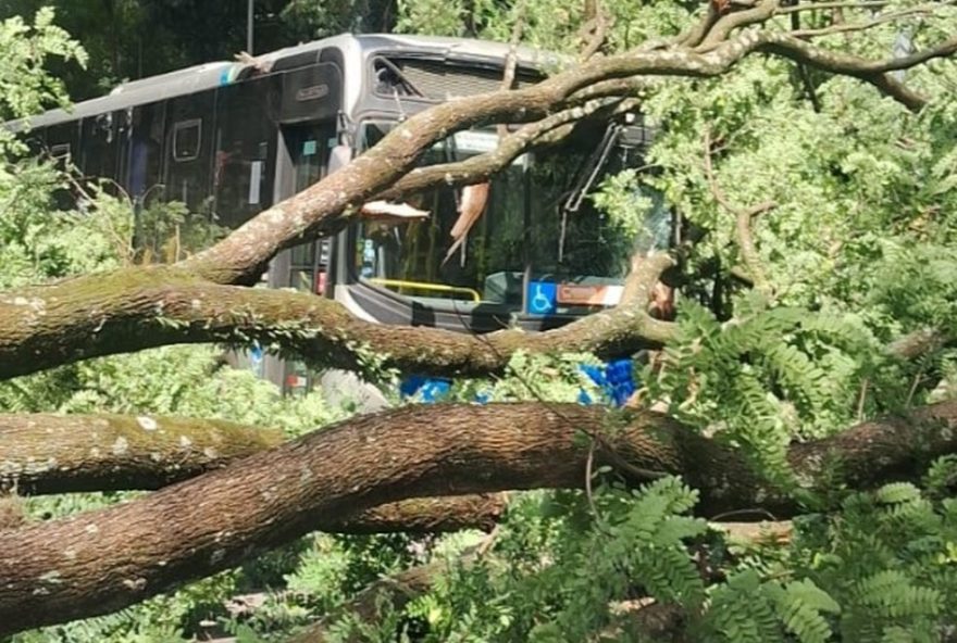 arvore-cai-em-onibus-e-causa-danos-em-outros-veiculos-na-zona-norte-de-sp-sem-feridos2C-autoridades-agem-rapidamente-para-resolver-situacao