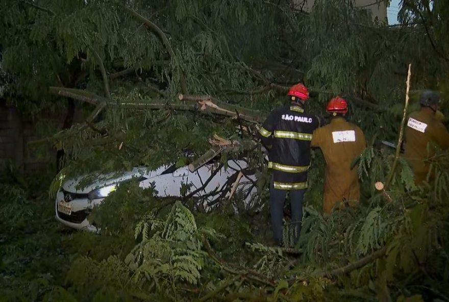 arvore-cai-sobre-carros-em-temporal-em-ribeirao-preto3A-testemunho-de-sobrevivente arvore-cai-sobre-carros-em-temporal-em-ribeirao-preto3A-testemunho-de-sobrevivente