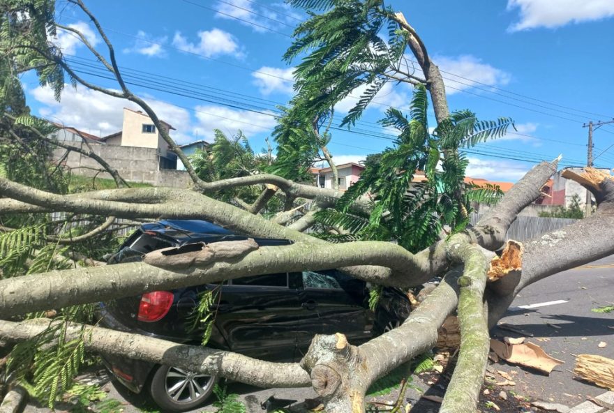 arvore-de-grande-porte-cai-e-atinge-carro-na-zona-sul-de-sao-jose-dos-campos3A-prefeitura-alerta-para-manutencao-preventiva-das-arvores-urbanas