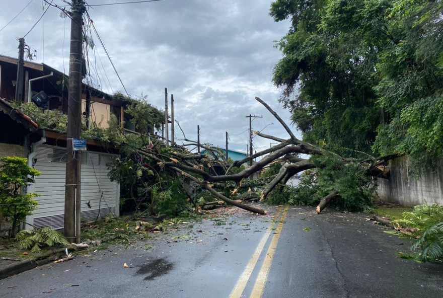 arvore-de-grande-porte-cai-e-atinge-casas-em-taubate2C-interditando-rua arvore-de-grande-porte-cai-e-atinge-casas-em-taubate2C-interditando-rua
