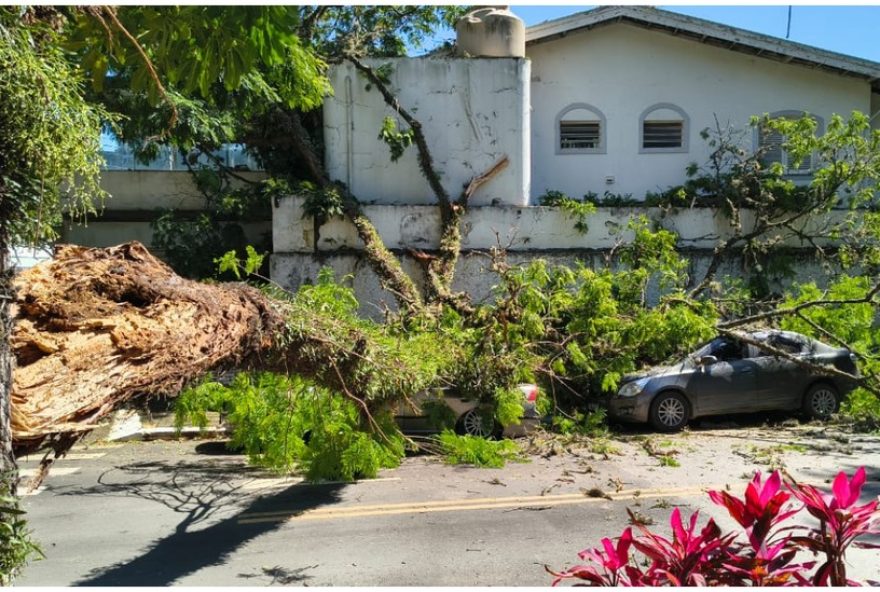 arvore-de-grande-porte-cai-e-danifica-carros-na-vila-cruzeiro2C-zona-sul-de-sp-bombeiros-agiram-rapidamente