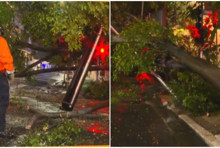 arvore-de-grande-porte-cai-e-interdita-alameda-santos3A-importancia-da-manutencao-preventiva-em-areas-urbanas