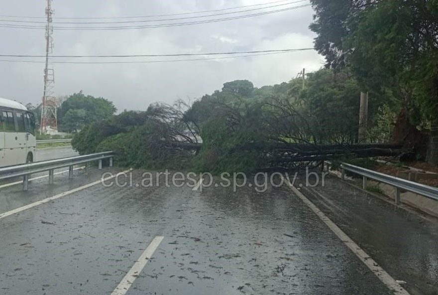 arvore-de-grande-porte-cai-e-interdita-trecho-da-rodovia-raposo-tavares-em-sao-roque3A-saiba-como-se-manter-seguro-e-informado