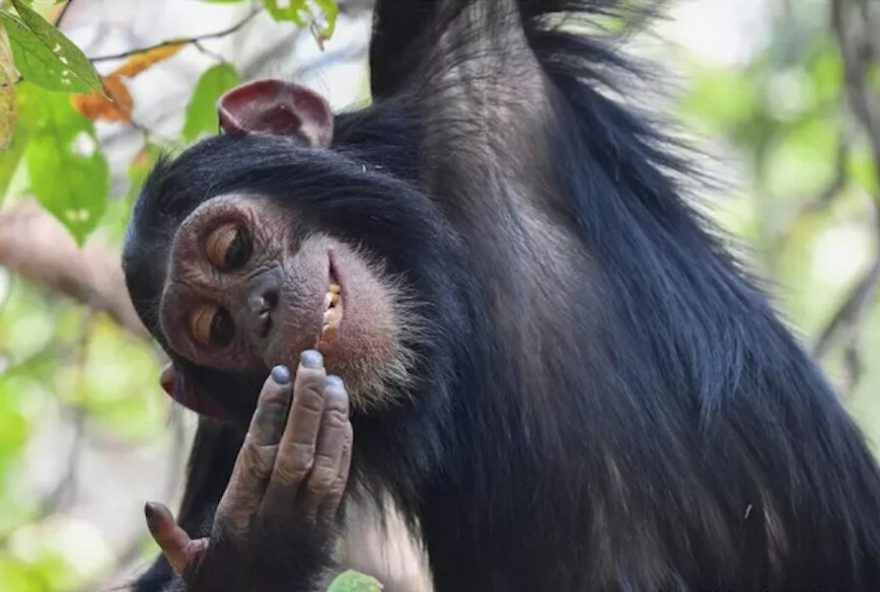 as-fotografias-mais-engracadas-de-animais-em-20253A-conheca-os-vencedores-do-premio-nikon-comedy-wildlife-awards