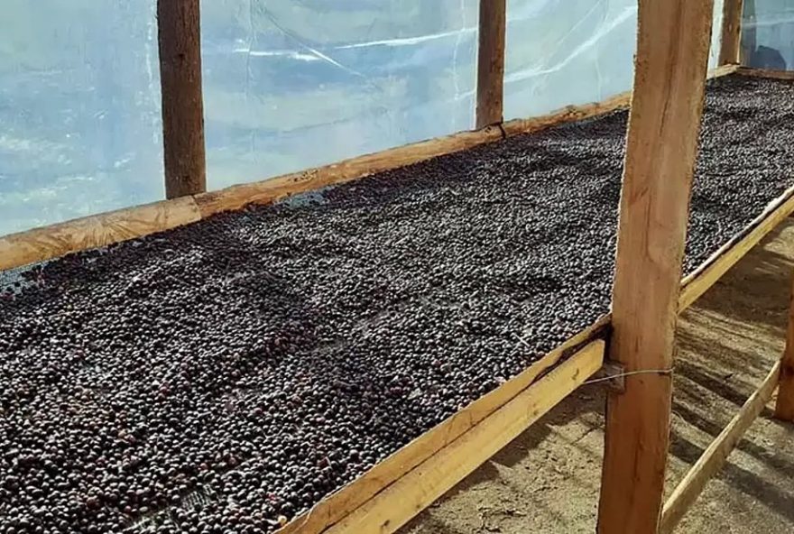 associacao-de-produtores-de-cafe-de-monte-belo-mg-exporta-para-a-irlanda3A-o-inicio-de-uma-jornada-internacional