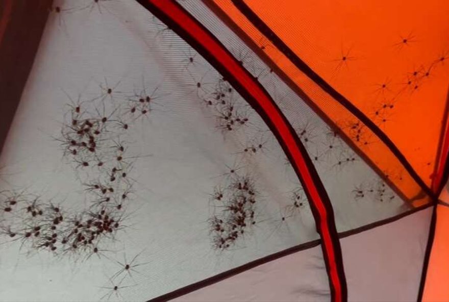 Tenda de acampamento coberta de opiliões no Parque Nacional de Lake Clark (Foto: Facebook/LakeClarkNPS/Reprodução)