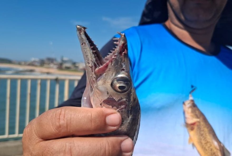 ataque-de-cardume-de-peixe-espada-em-banhistas-de-rio-das-ostras3A-biologo-explica-confusao-alimentar