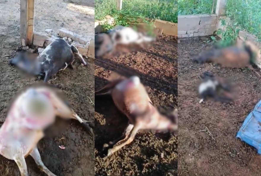 ataque-de-onca-parda-mata-nove-carneiros-em-etec-de-adamantina3A-impacto-na-comunidade-e-medidas-de-seguranca ataque-de-onca-parda-mata-nove-carneiros-em-etec-de-adamantina3A-impacto-na-comunidade-e-medidas-de-seguranca