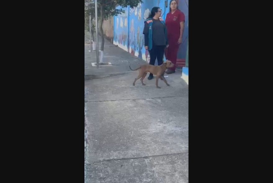 ataque-de-pit-bull-em-escola-deixa-cinco-adolescentes-feridos3A-o-que-fazer-em-situacoes-de-risco-com-animais