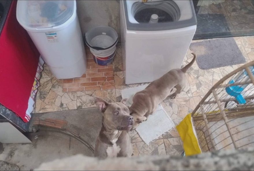 ataque-de-pit-bulls-deixa-tres-feridos-em-betim3A-tutor-e-familia-foram-mordidos ataque-de-pit-bulls-deixa-tres-feridos-em-betim3A-tutor-e-familia-foram-mordidos