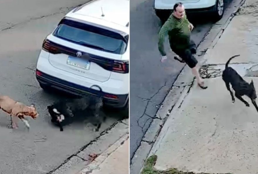 ataque-de-pitbull-a-cachorrinha-vira-lata3A-familia-relata-susto-e-pede-conscientizacao ataque-de-pitbull-a-cachorrinha-vira-lata3A-familia-relata-susto-e-pede-conscientizacao