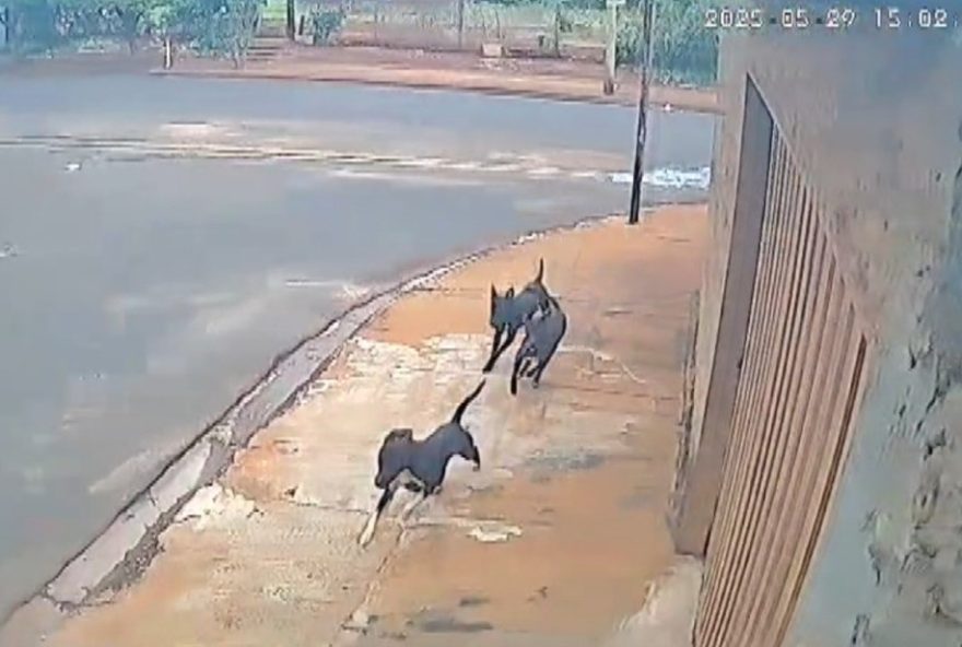 ataque-de-pitbulls-em-guaira3A-ciclista-ferido-levanta-alerta-para-posse-responsavel-e-seguranca-com-animais
