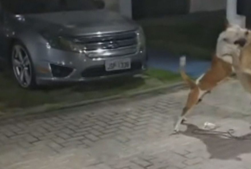 ataques-de-pitbull-em-condominio-na-pavuna-geram-apreensao-nos-moradores3A-autoridades-sao-cobradas-por-solucao-efetiva