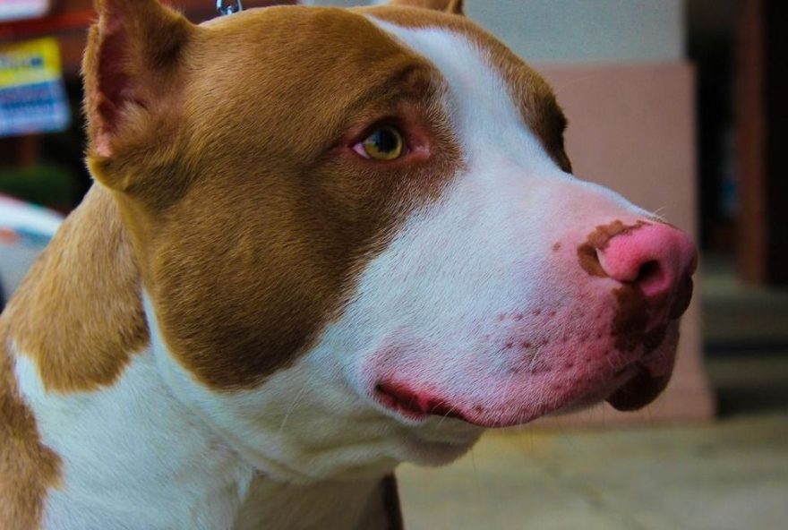 ataques-de-pitbull3A-responsabilidade-dos-proprietarios-e-medidas-de-prevencao ataques-de-pitbull3A-responsabilidade-dos-proprietarios-e-medidas-de-prevencao