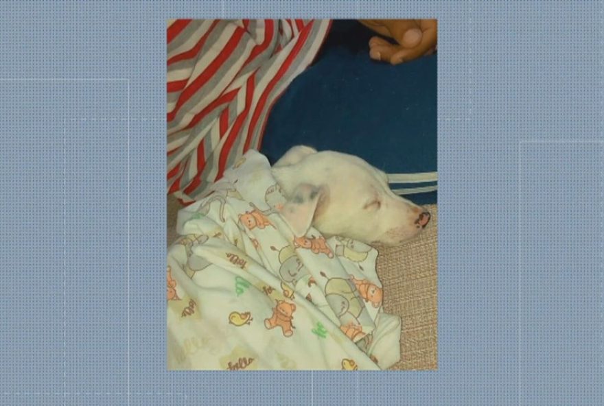 atirador-em-mage-mata-cachorro-e-tenta-acertar-tutor3B-video-chocante-mostra-momento-do-crime.-delegacias-investigam-caso-de-maus-tratos-e-tentativa-de-homicidio atirador-em-mage-mata-cachorro-e-tenta-acertar-tutor3B-video-chocante-mostra-momento-do-crime.-delegacias-investigam-caso-de-maus-tratos-e-tentativa-de-homicidio