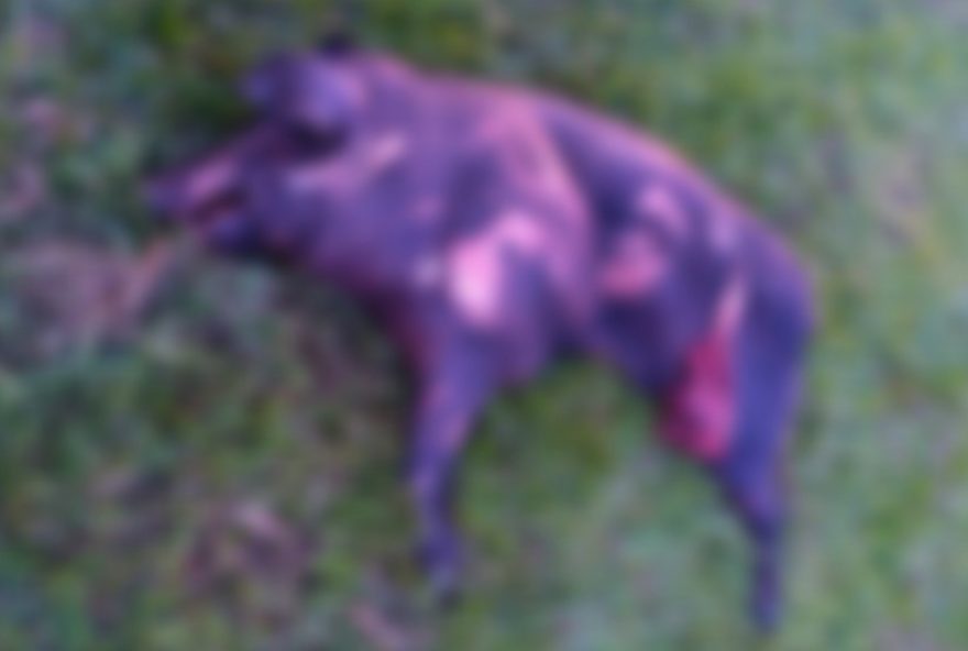 atropelamento-de-porco-causa-acidente-fatal-com-ciclista-em-rodovia-de-sp3A-caso-investigado atropelamento-de-porco-causa-acidente-fatal-com-ciclista-em-rodovia-de-sp3A-caso-investigado