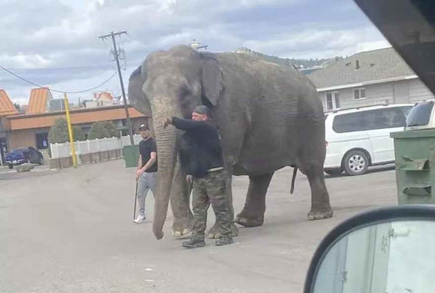 Animal estava no confinamento de um circo quando se assustou com um carro e saiu em disparada pelas ruas. Essa é a terceira fuga do bicho. (Foto: Reprodução/Redes Sociais)