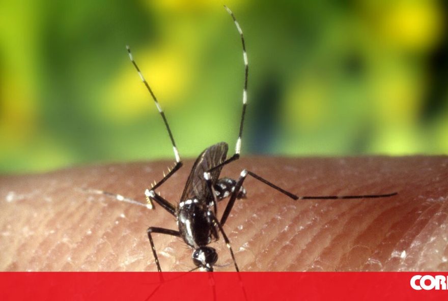 Aedes albopictus mosquito close up