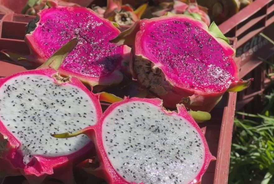 aumento-da-producao-de-pitayas-impulsiona-mercado-em-itatiba-e-jundiai3A-saiba-mais aumento-da-producao-de-pitayas-impulsiona-mercado-em-itatiba-e-jundiai3A-saiba-mais