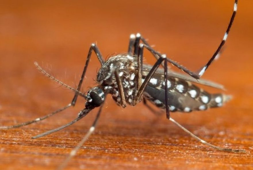 aumento-de-29025-de-casos-de-chikungunya-no-amazonas-em-20252C-aponta-boletim-da-fvs-rcp3A-dengue-e-zika-tambem-em-foco aumento-de-29025-de-casos-de-chikungunya-no-amazonas-em-20252C-aponta-boletim-da-fvs-rcp3A-dengue-e-zika-tambem-em-foco