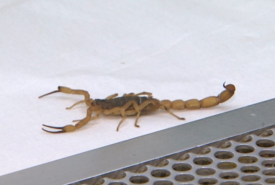 aumento-de-acidentes-por-picada-de-escorpiao-em-campinas3A-mitos-e-prevencao-eficaz aumento-de-acidentes-por-picada-de-escorpiao-em-campinas3A-mitos-e-prevencao-eficaz