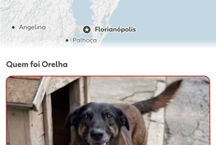 aumento-de-pena-para-maus-tratos-contra-cachorros-e-gatos3A-caso-de-cao-orelha-em-florianopolis aumento-de-pena-para-maus-tratos-contra-cachorros-e-gatos3A-caso-de-cao-orelha-em-florianopolis