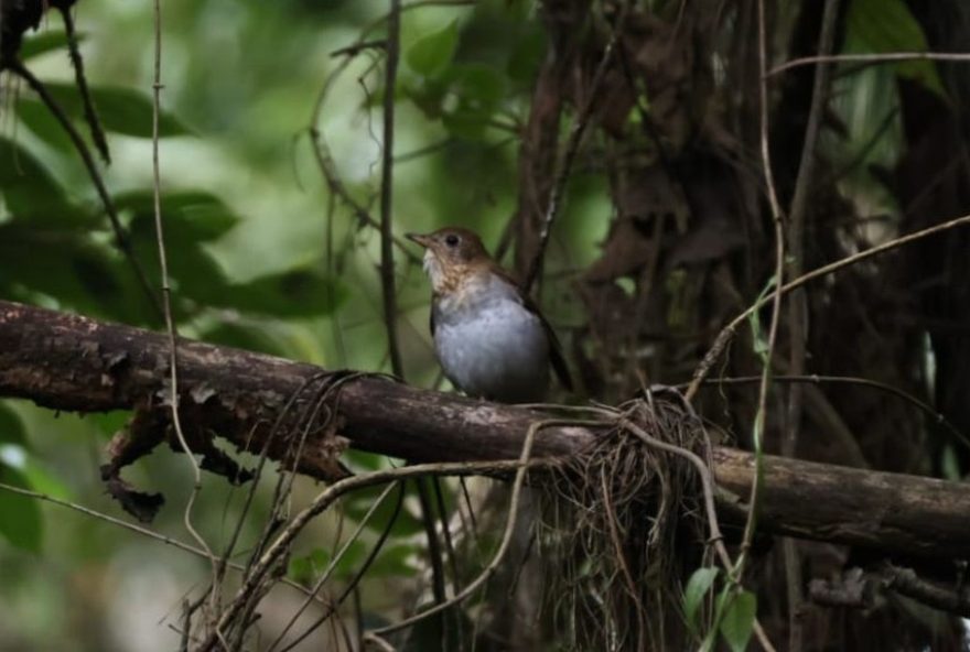 aves-migratorias3A-sabiazinho-vindo-dos-eua-e-avistado-em-mg-pela-segunda-vez aves-migratorias3A-sabiazinho-vindo-dos-eua-e-avistado-em-mg-pela-segunda-vez