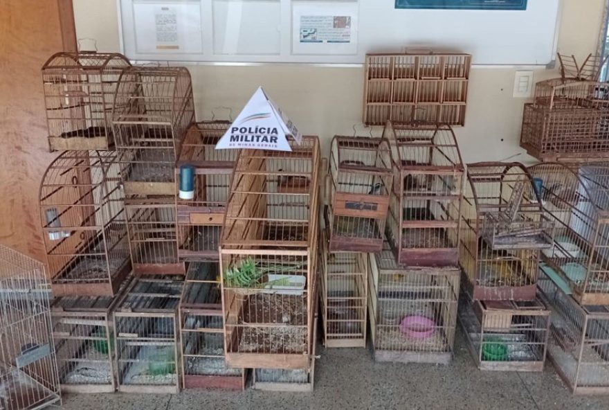 aves-silvestres-e-armadilhas-apreendidas-em-operacao-ambiental-em-uberaba3A-crimes-ambientais-e-maus-tratos