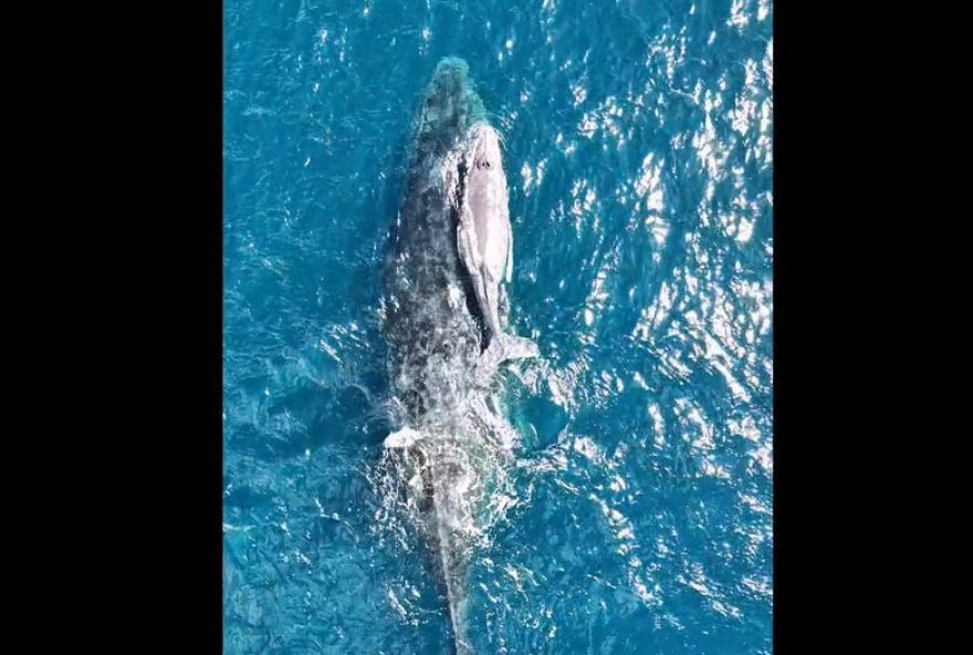 avistamento-de-baleias-jubarte-em-arraial-do-cabo3A-espetaculo-natural-imperdivel