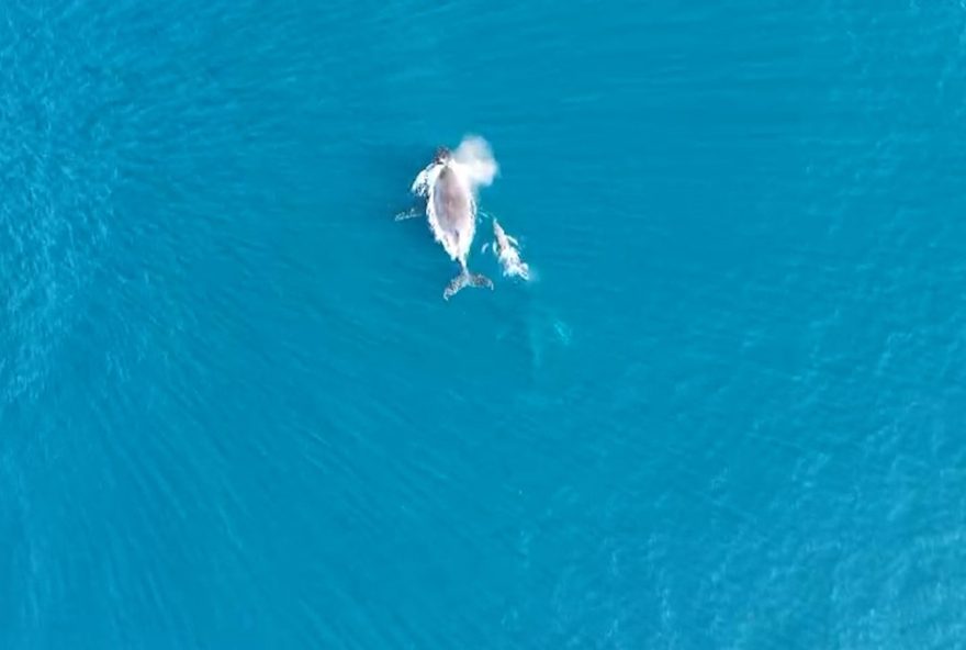 avistamento-de-filhotes-de-baleias-jubarte-em-arraial-do-cabo3A-uma-experiencia-unica-de-observacao-de-mamiferos-marinhos
