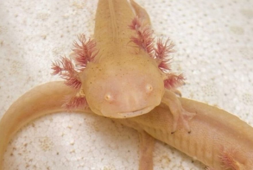 axolotes3A-especie-mexicana-exotica-salva-do-trafico-encontra-lar-no-rs axolotes3A-especie-mexicana-exotica-salva-do-trafico-encontra-lar-no-rs