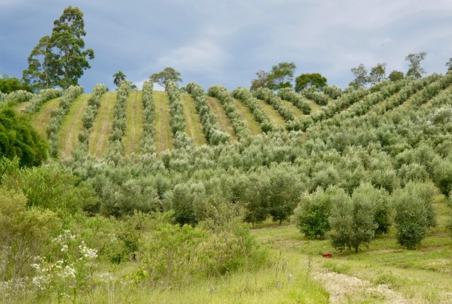 azeite-sabia-de-santo-antonio-do-pinhal-recebe-nota-98-no-flos-olei-2026-e-se-destaca-como-um-dos-melhores-do-mundo azeite-sabia-de-santo-antonio-do-pinhal-recebe-nota-98-no-flos-olei-2026-e-se-destaca-como-um-dos-melhores-do-mundo
