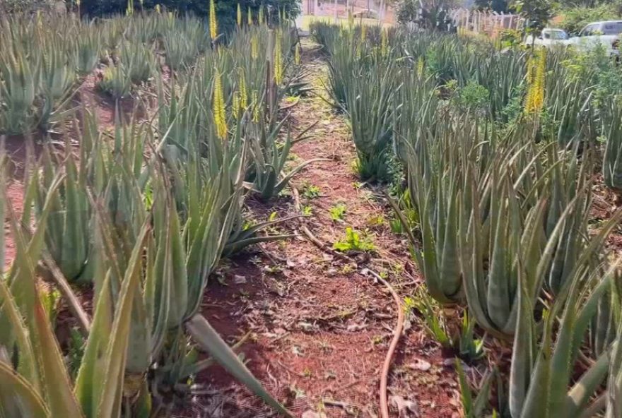 babosa-de-santa-cruz-do-rio-pardo3A-cultivo-e-inovacao-para-a-industria-agricola
