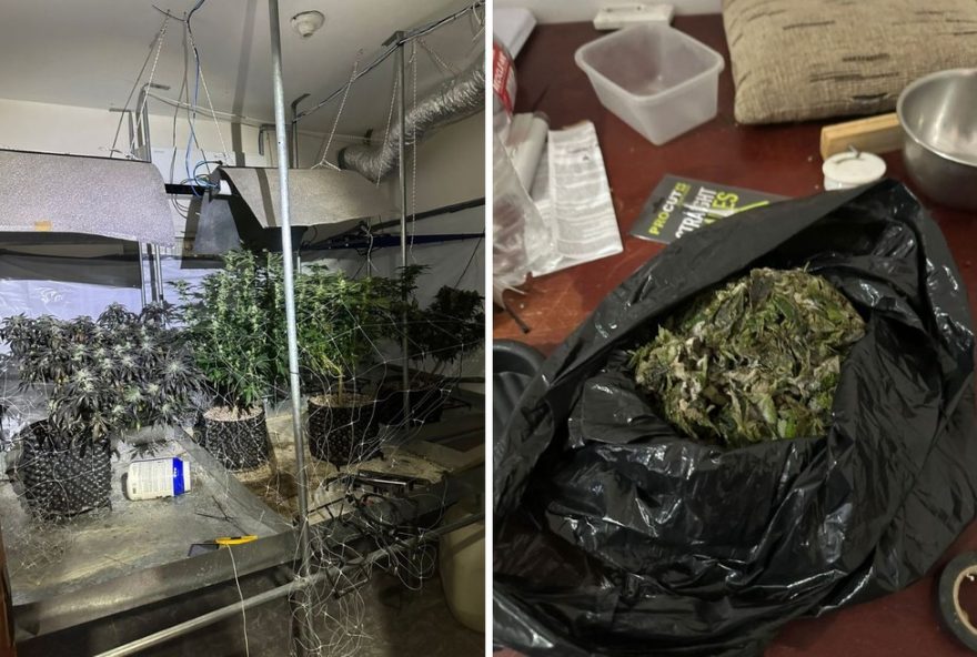 baep-campinas-desmantela-plantacao-de-maconha-em-estufas3A-suspeito-e-preso