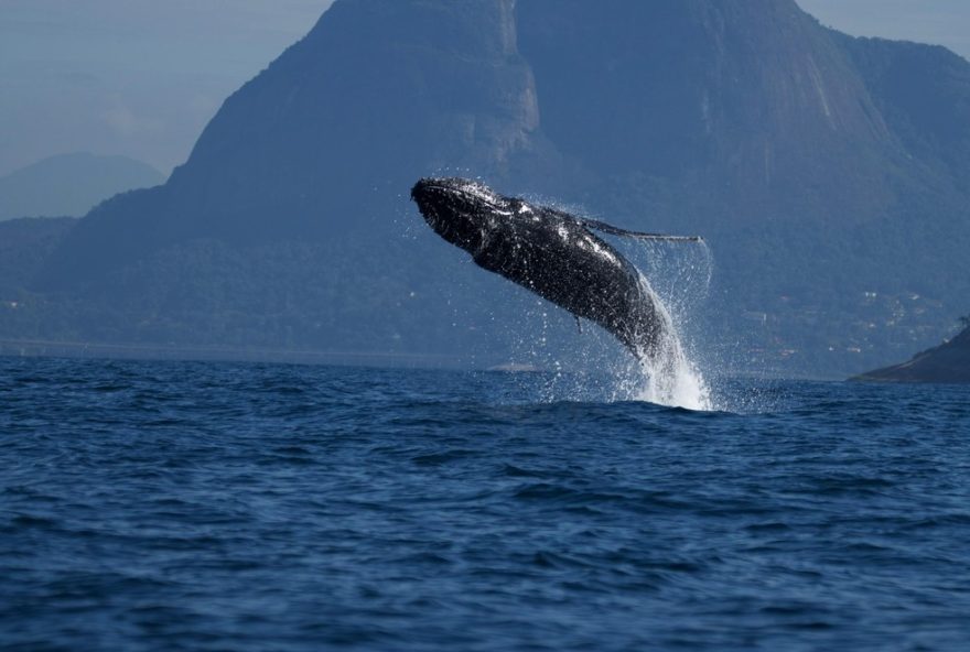 baleia-da-show-em-frente-a-pedra-da-gavea3A-fotografo-capta-momento-22indescritivel22