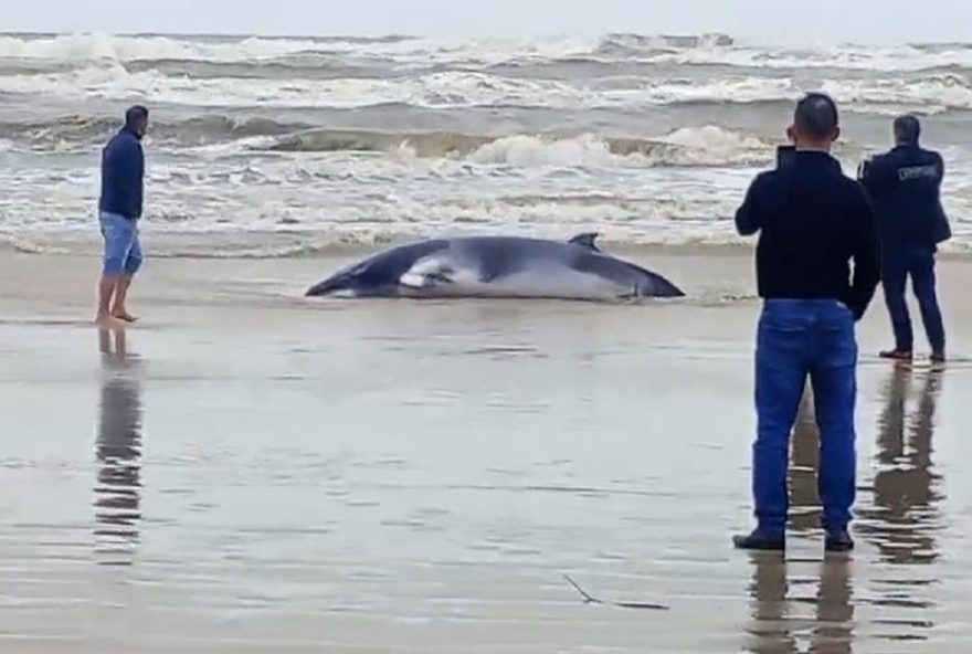 baleia-encalha-duas-vezes-em-20-minutos-no-litoral-norte-do-rs3A-resgate-em-videorirurgia baleia-encalha-duas-vezes-em-20-minutos-no-litoral-norte-do-rs3A-resgate-em-videorirurgia