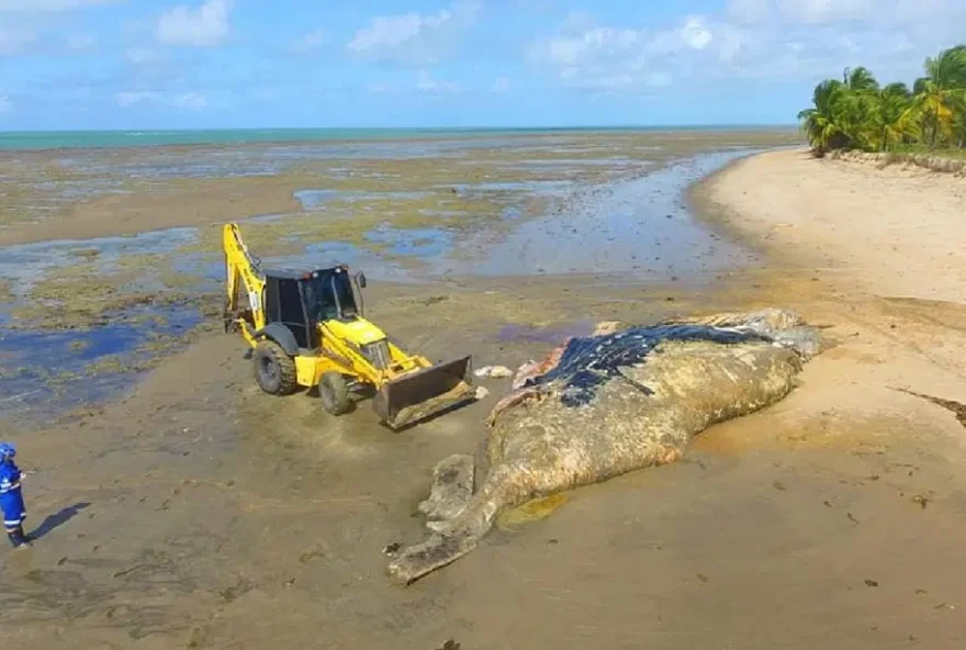 baleia jubarte Bahia