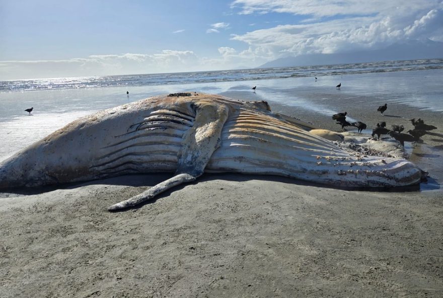 baleia-jubarte-de-10-metros-encontrada-morta-em-caraguatatuba2C-sp3A-apetrechos-de-pesca-na-cauda12