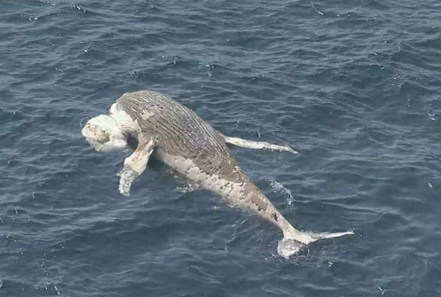 baleia-jubarte-encontrada-morta-em-sao-conrado3A-alerta-para-preservacao-marinha