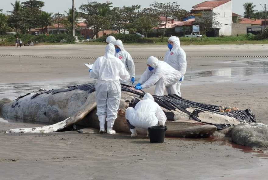baleia-jubarte-morta-e-encontrada-em-praia-de-itanhaem2C-litoral-de-sp3B-video-e-detalhes0A