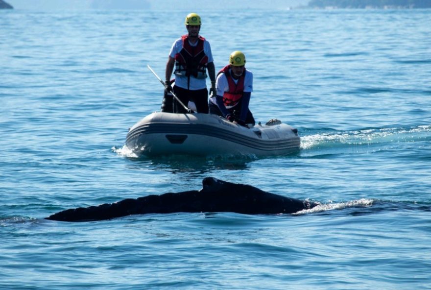 baleia-jubarte-resgatada-pela-segunda-vez-em-ubatuba3A-a-importancia-da-preservacao-marinha