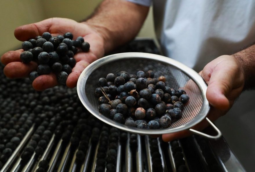 belem3A-132-pontos-de-venda-de-acai-aptos-apos-fiscalizacoes belem3A-132-pontos-de-venda-de-acai-aptos-apos-fiscalizacoes