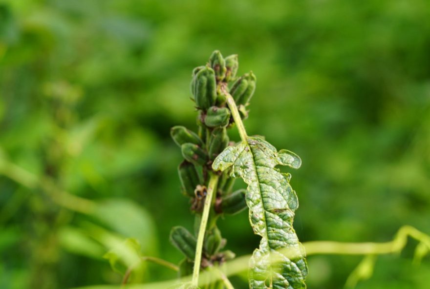 beneficios-do-gergelim3A-saiba-o-segredo-milenar-e-suas-propriedades beneficios-do-gergelim3A-saiba-o-segredo-milenar-e-suas-propriedades