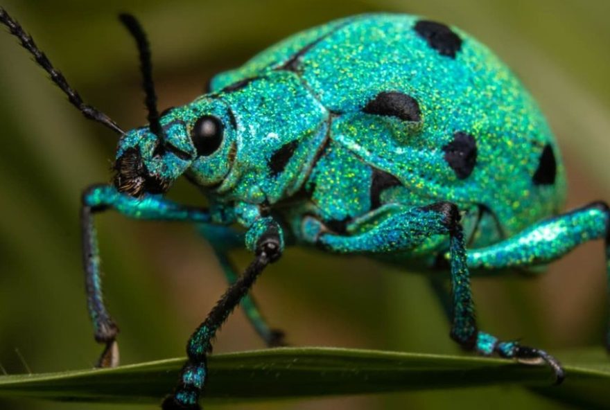 besouro-joia3A-o-inseto-de-brilho-metalico-flagrado-em-mg-saiba-mais-sobre-essa-especie-encantadora-e-suas-curiosidades.-confira-o-video besouro-joia3A-o-inseto-de-brilho-metalico-flagrado-em-mg-saiba-mais-sobre-essa-especie-encantadora-e-suas-curiosidades.-confira-o-video