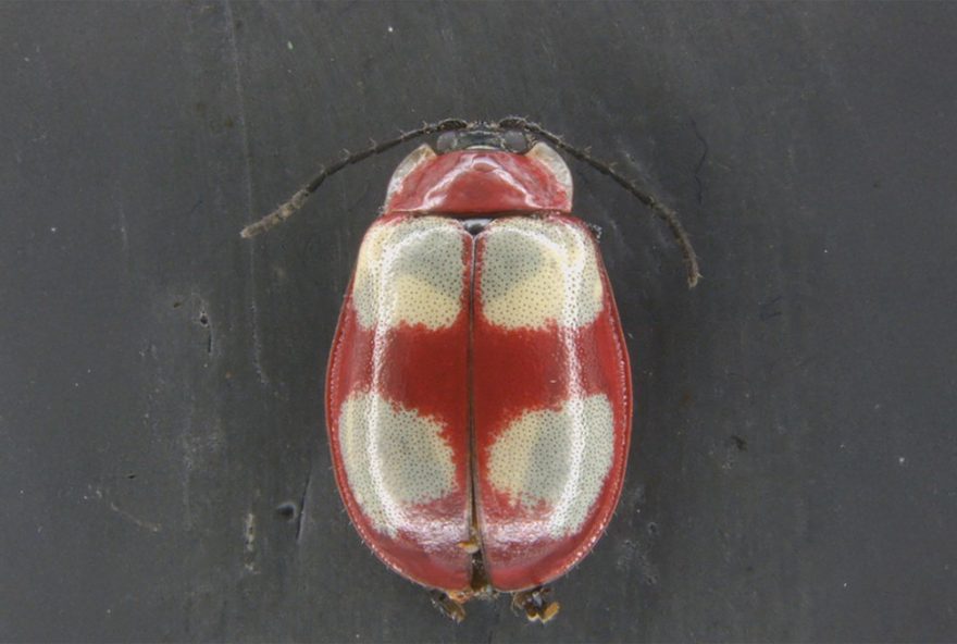besouro-saltador-dos-campos-gerais3A-descoberta-de-nova-especie-que-salta-30-vezes-o-proprio-tamanho