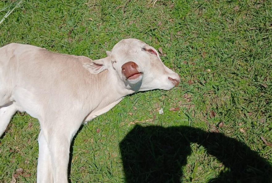 bezerra-com-duas-cabecas-em-sc3A-rara-condicao-congenita-causa-comocao-e-abre-debate-sobre-cuidados-com-animais